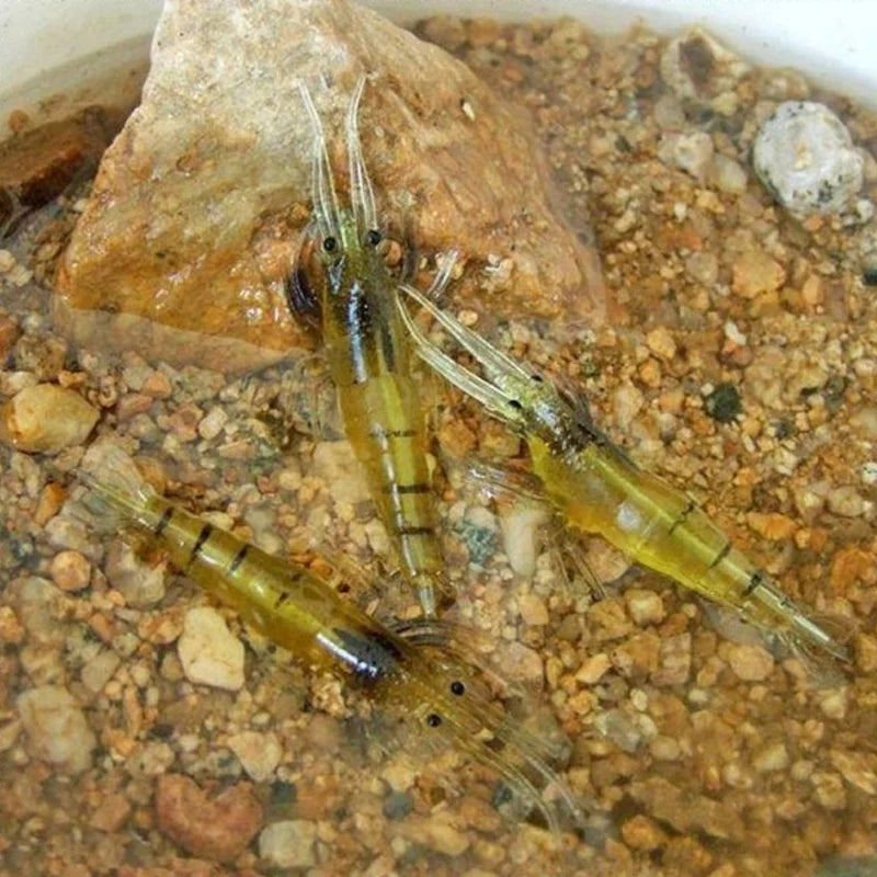 Soft Prawn With Hooks